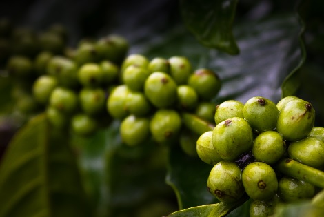 Fenomen zielonej kawy
